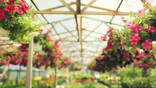 A blurry image of flowers in a greenhouse.